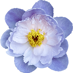 flower2.png